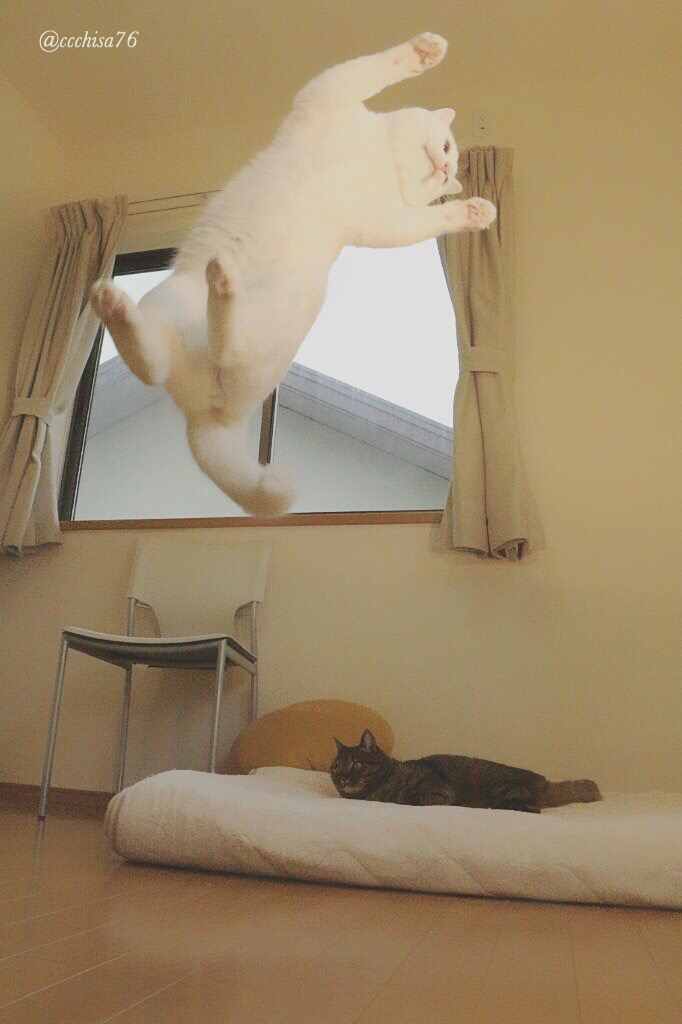 ballet-cat-11