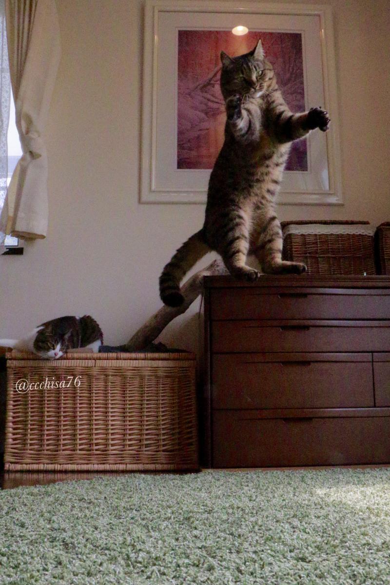 ballet-cat-12