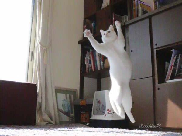 ballet-cat-9