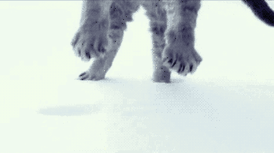 cat-landing-in-snow