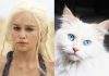 Game Of Thrones Characters As Cats