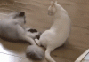 Epic Cat Fight