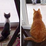 Featured-Cats-Growing-Up