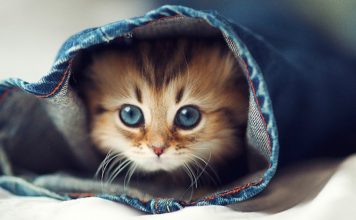 Meet Daisy, The Most Photogenic Kitten In The World