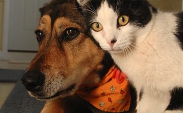 Dog Diary Vs A Cat’s Diary