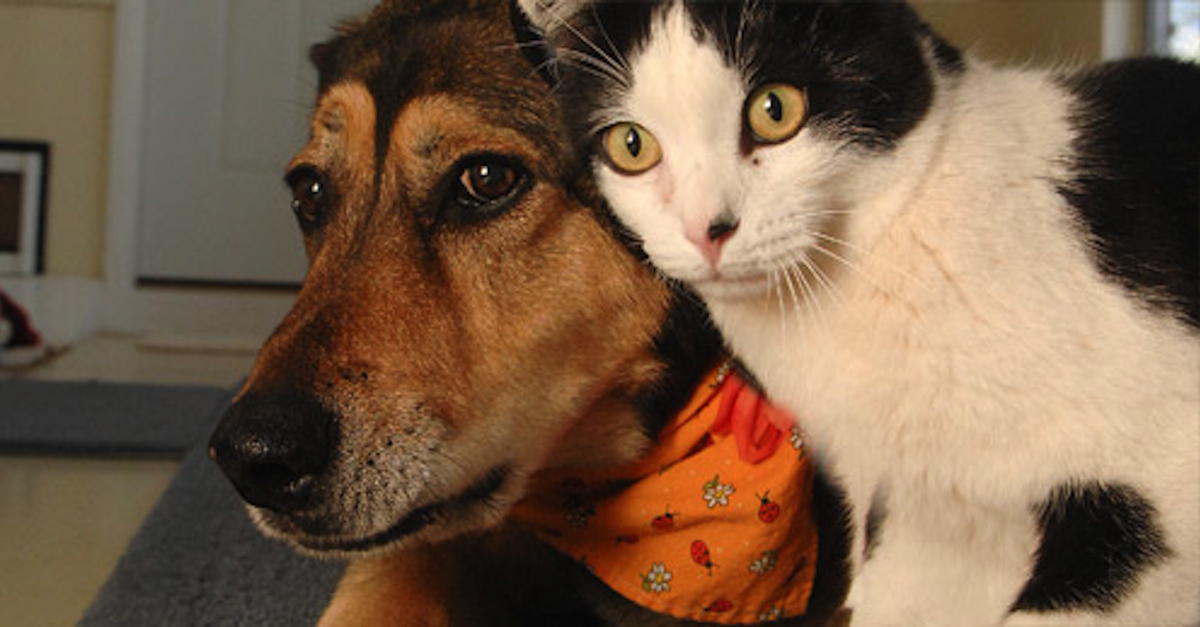 Diary Of A Dog And A Cat Bark Avenue: The Secret Diary Of Pets › Triple