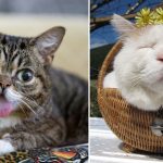 Featured-Famous-Cats