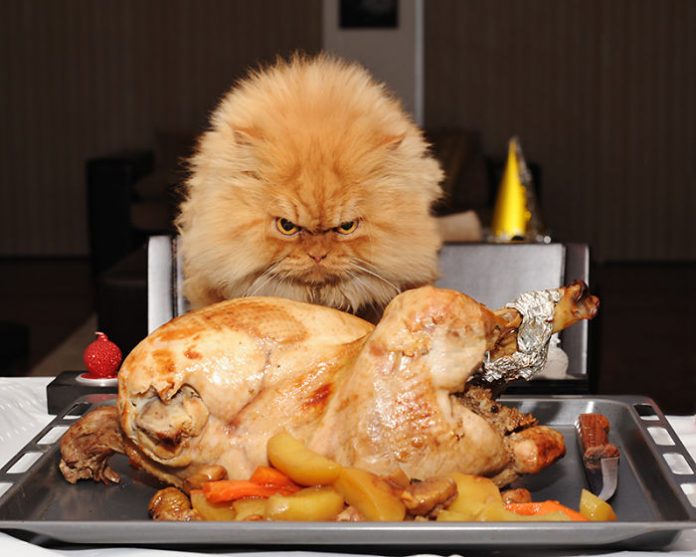 Featured-Garfi