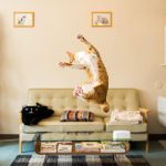 Featured-Jumping-Cats