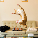 featured-jumping-cats-fb