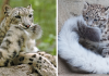 Snow Leopards Love Biting On Their Fluffy Tails