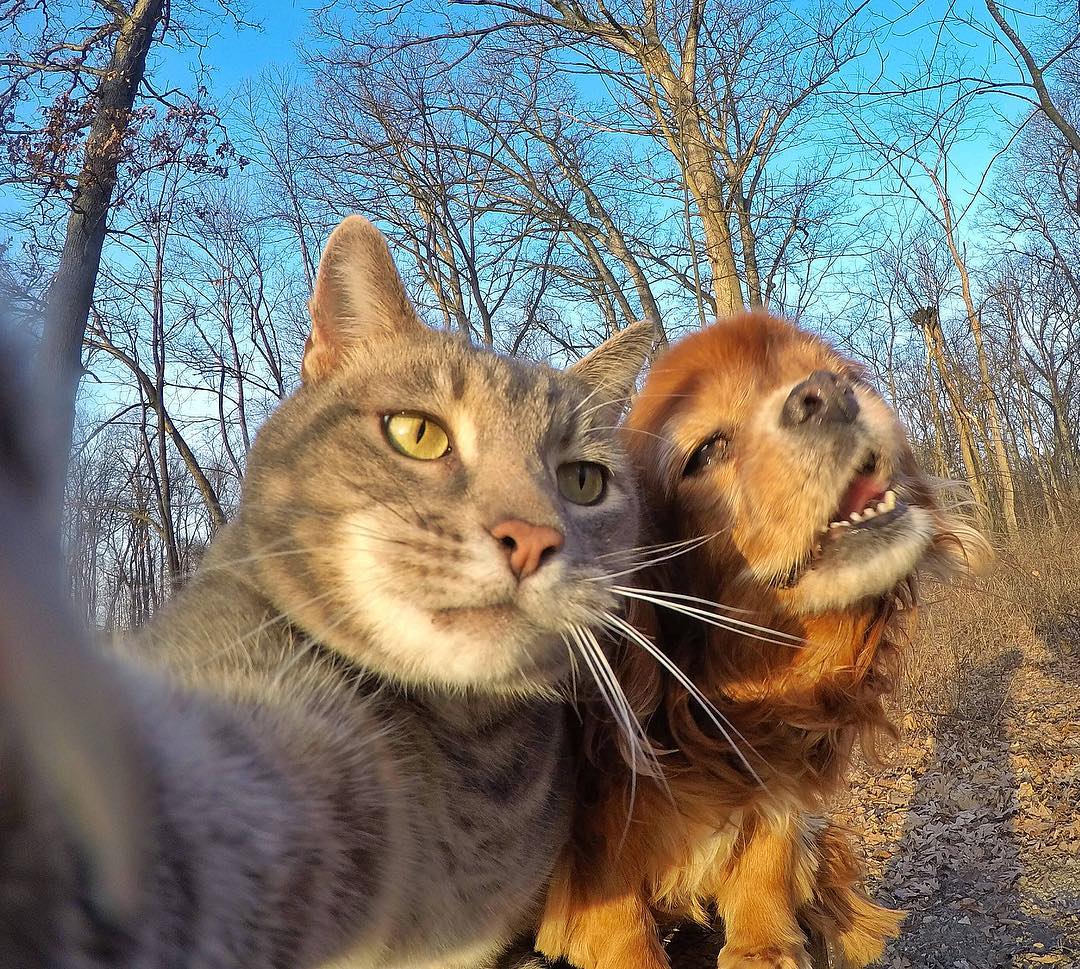 Selfie-Cat-Mannie-2.