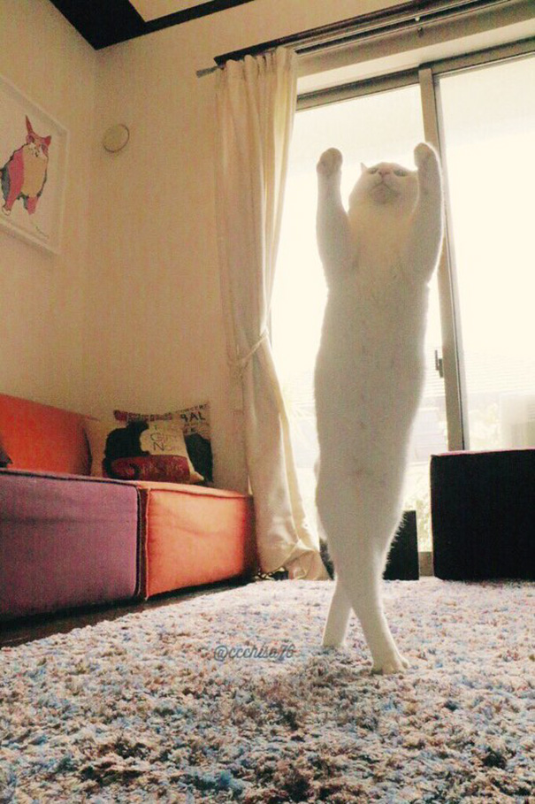 ballet-cat-1