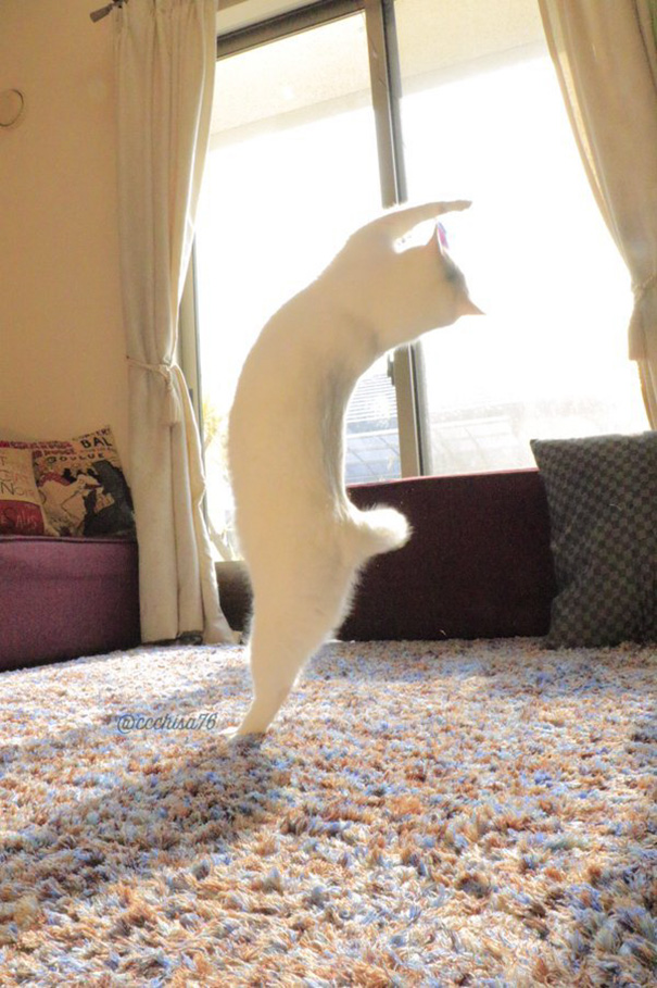 ballet-cat-2