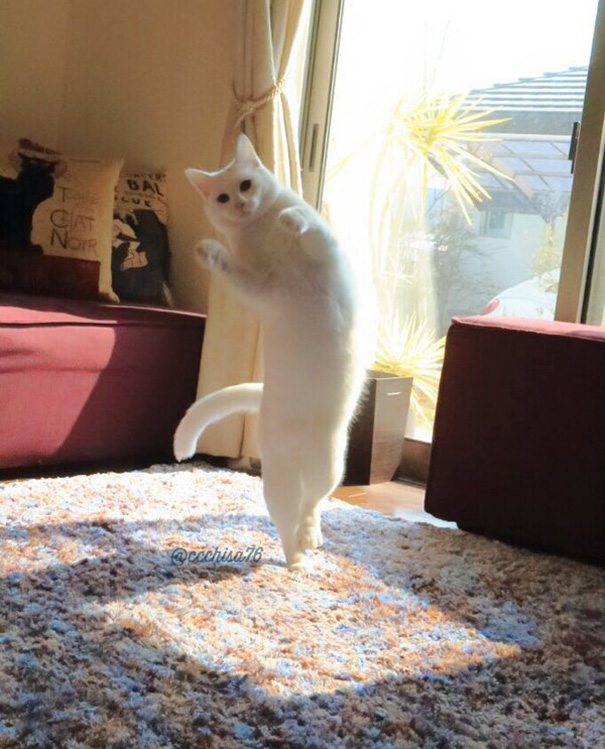 ballet-cat-5