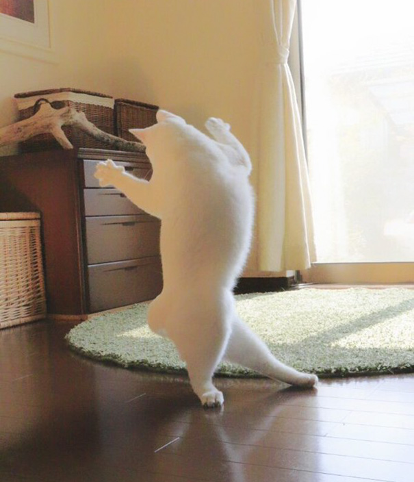 ballet-cat-6