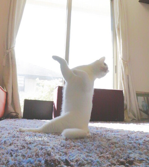 ballet-cat-8
