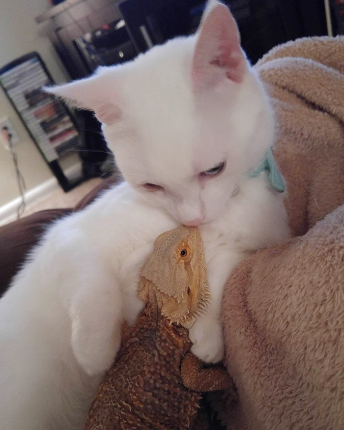 bearded-dragon-cat-friendship-1