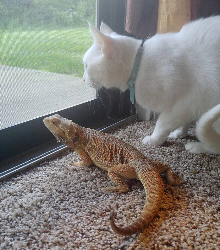 bearded-dragon-cat-friendship-3