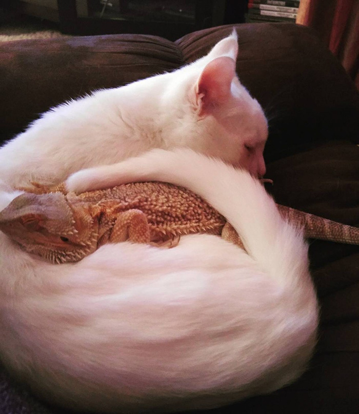 bearded-dragon-cat-friendship-4