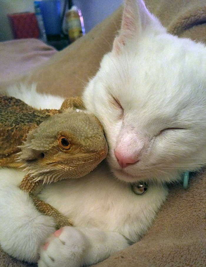 bearded-dragon-cat-friendship-5