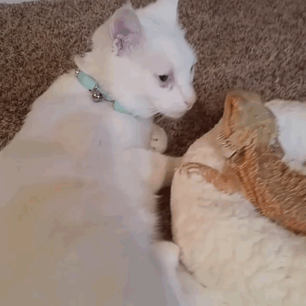 bearded-dragon-cat-friendship-7