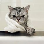 cat-bath-time