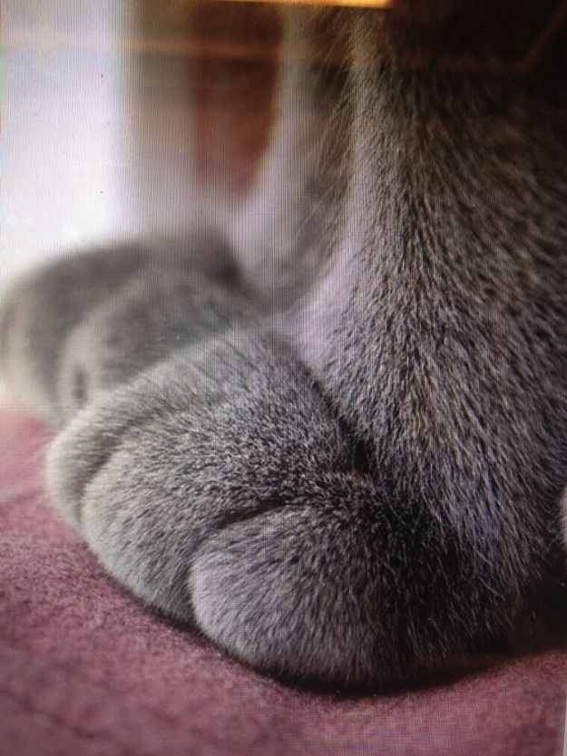 cats-paws-1