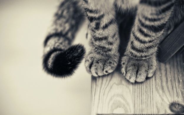 cats-paws-2