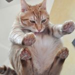 cats-paws-draft-24-photos-10