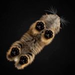 cats-paws-draft-24-photos-13