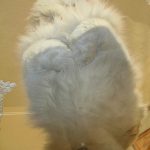 cats-paws-draft-24-photos-17