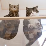 cats-paws-draft-24-photos-18