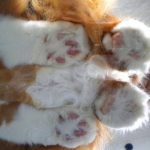 cats-paws-draft-24-photos-19