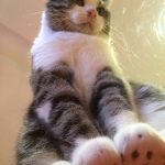 cats-paws-draft-24-photos-20