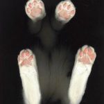 cats-paws-draft-24-photos-23