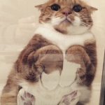 cats-paws-draft-24-photos-24