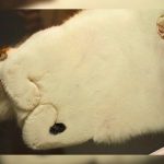 cats-paws-draft-24-photos-25