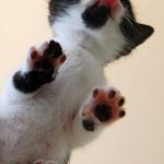 cats-paws-draft-24-photos-7