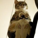 cats-paws-draft-24-photos-8