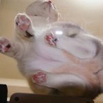 cats-paws-draft-24-photos-9