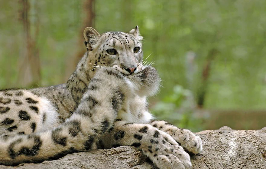 snow-leopards-biting-tail-funny-cats-1