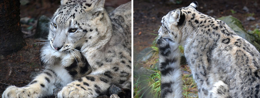 snow-leopards-biting-tail-funny-cats-10
