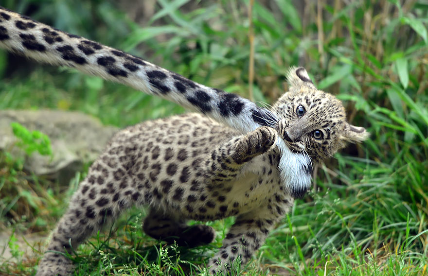 snow-leopards-biting-tail-funny-cats-11