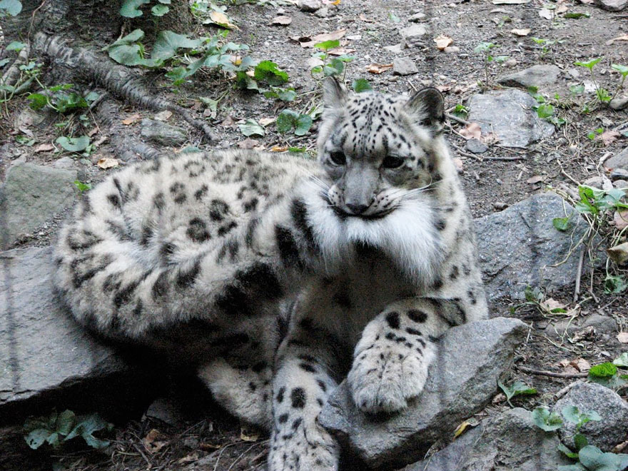 snow-leopards-biting-tail-funny-cats-4