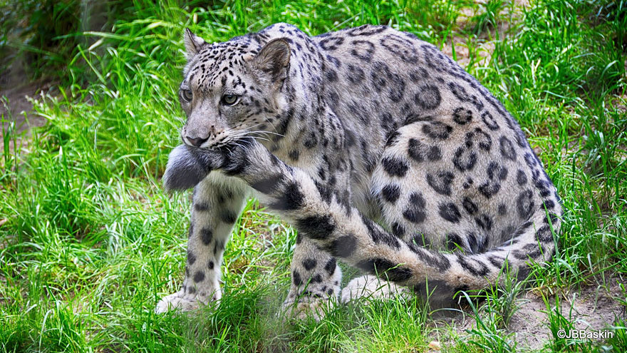 snow-leopards-biting-tail-funny-cats-5