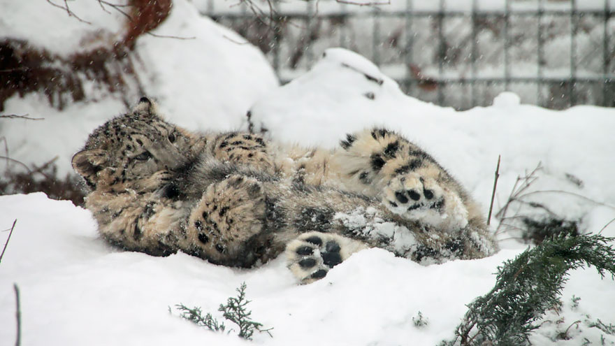 snow-leopards-biting-tail-funny-cats-6