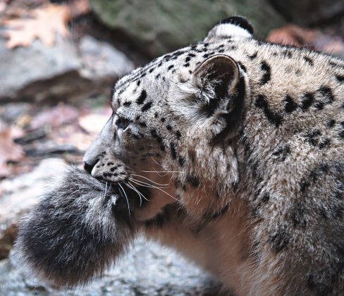 Snow Leopards Love Biting On Their Fluffy Tails | Catlov