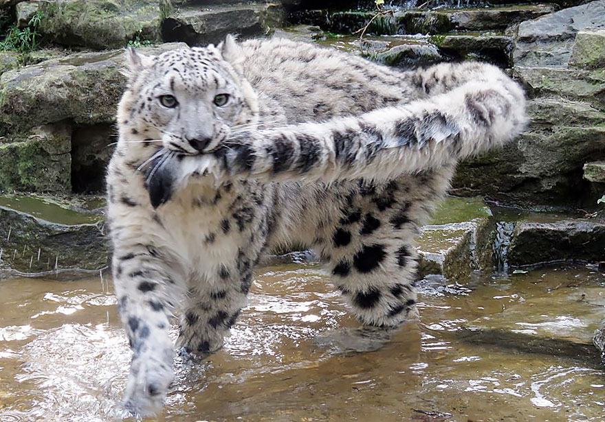 snow-leopards-biting-tail-funny-cats-8