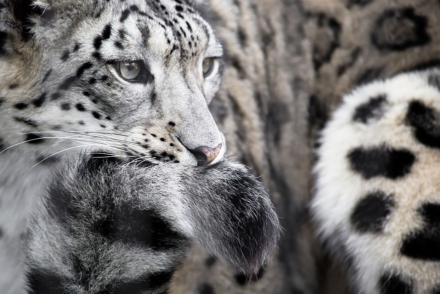 snow-leopards-biting-tail-funny-cats-9